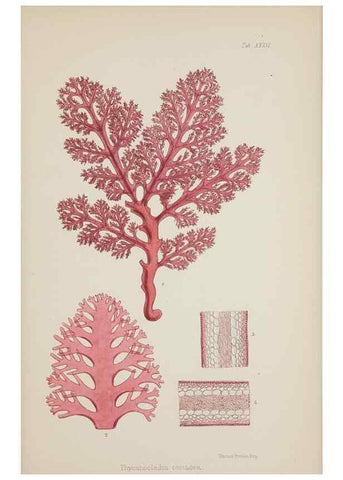 Reproducción/Reproduction 17832272715: Nereis australis, or Algae of the southern ocean :. London :Reeve Brothers,1847-1849.