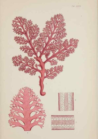 Reproducción/Reproduction 17832272715: Nereis australis, or Algae of the southern ocean :. London :Reeve Brothers,1847-1849.