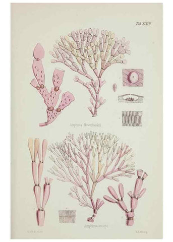 Reproducción/Reproduction 17829455812: Nereis australis, or Algae of the southern ocean :. London :Reeve Brothers,1847-1849.