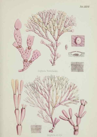 Reproducción/Reproduction 17829455812: Nereis australis, or Algae of the southern ocean :. London :Reeve Brothers,1847-1849.