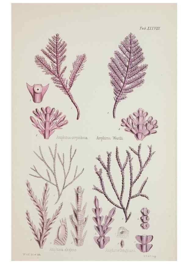 Reproducción/Reproduction 17646044909: Nereis australis, or Algae of the southern ocean :. London :Reeve Brothers,1847-1849.
