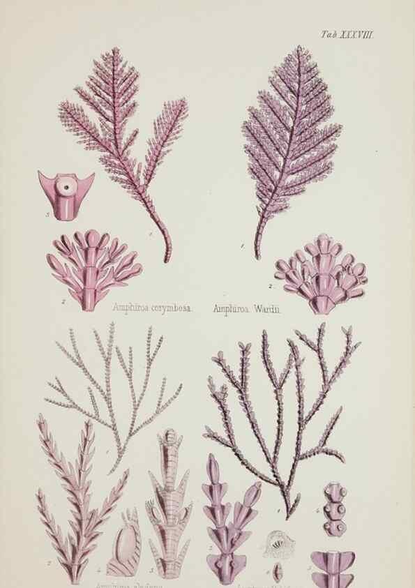 Reproducción/Reproduction 17646044909: Nereis australis, or Algae of the southern ocean :. London :Reeve Brothers,1847-1849.
