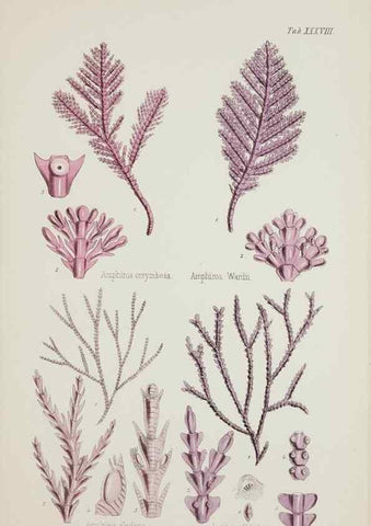 Reproducción/Reproduction 17646044909: Nereis australis, or Algae of the southern ocean :. London :Reeve Brothers,1847-1849.