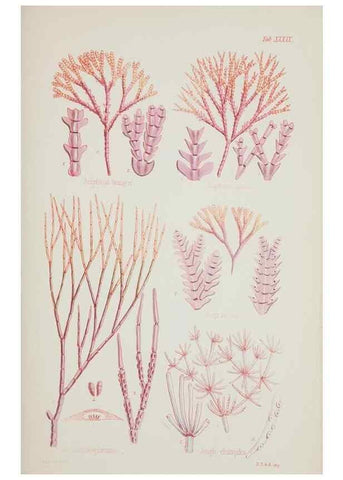 Reproducción/Reproduction 17211943873: Nereis australis, or Algae of the southern ocean :. London :Reeve Brothers,1847-1849.