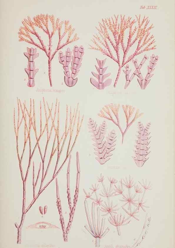 Reproducción/Reproduction 17211943873: Nereis australis, or Algae of the southern ocean :. London :Reeve Brothers,1847-1849.