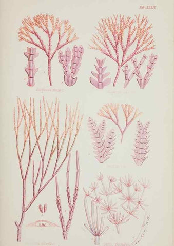 Reproducción/Reproduction 17211943873: Nereis australis, or Algae of the southern ocean :. London :Reeve Brothers,1847-1849.