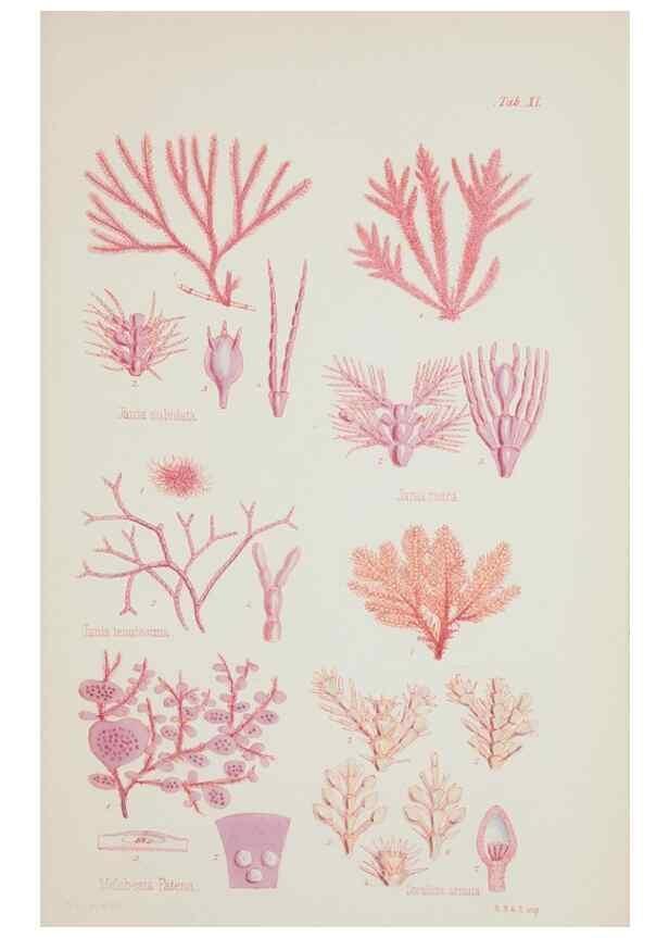 Reproducción/Reproduction 17832330685: Nereis australis, or Algae of the southern ocean :. London :Reeve Brothers,1847-1849.