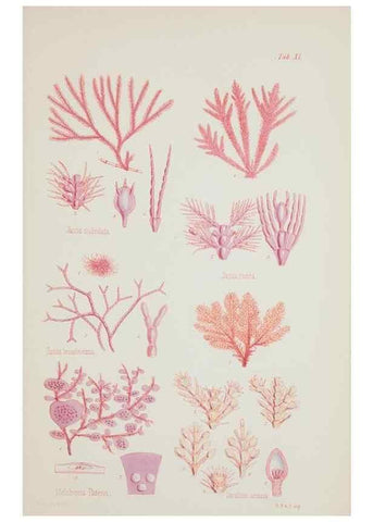 Reproducción/Reproduction 17832330685: Nereis australis, or Algae of the southern ocean :. London :Reeve Brothers,1847-1849.