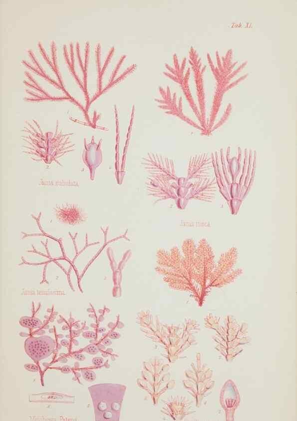 Reproducción/Reproduction 17832330685: Nereis australis, or Algae of the southern ocean :. London :Reeve Brothers,1847-1849.