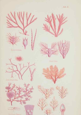 Reproducción/Reproduction 17832330685: Nereis australis, or Algae of the southern ocean :. London :Reeve Brothers,1847-1849.