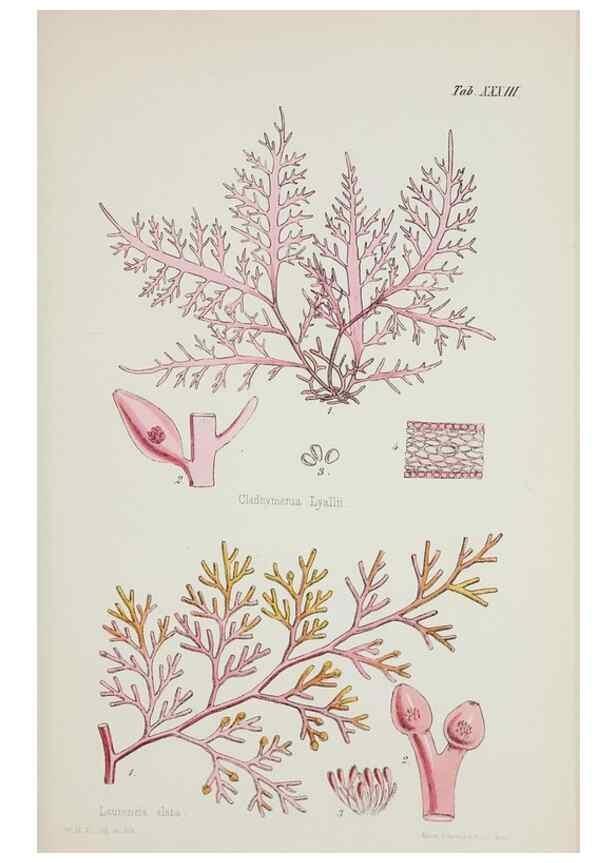 Reproducción/Reproduction 17832204595: Nereis australis, or Algae of the southern ocean :. London :Reeve Brothers,1847-1849.