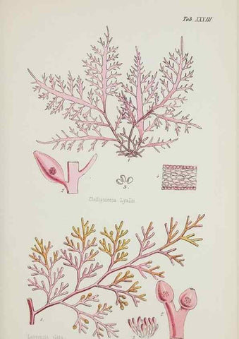 Reproducción/Reproduction 17832204595: Nereis australis, or Algae of the southern ocean :. London :Reeve Brothers,1847-1849.