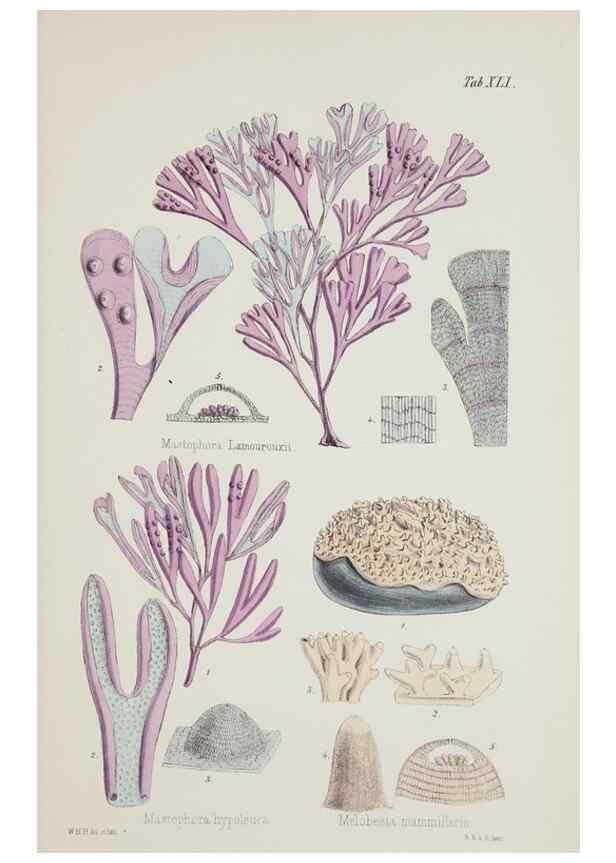 Reproducción/Reproduction 17211969513: Nereis australis, or Algae of the southern ocean :. London :Reeve Brothers,1847-1849.