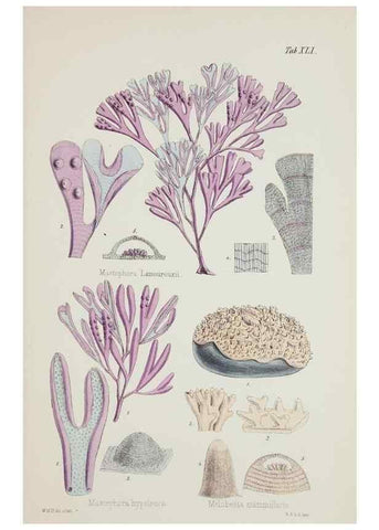 Reproducción/Reproduction 17211969513: Nereis australis, or Algae of the southern ocean :. London :Reeve Brothers,1847-1849.