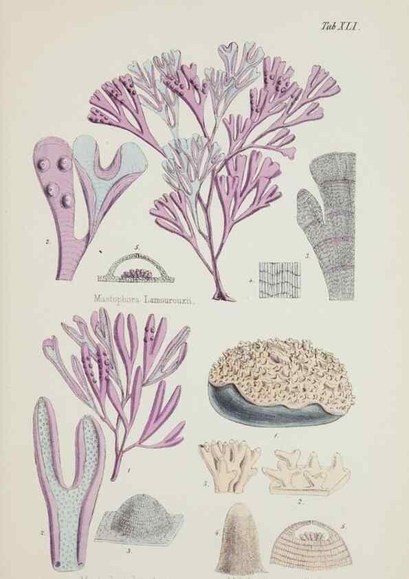 Reproducción/Reproduction 17211969513: Nereis australis, or Algae of the southern ocean :. London :Reeve Brothers,1847-1849.