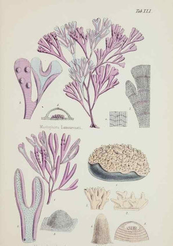 Reproducción/Reproduction 17211969513: Nereis australis, or Algae of the southern ocean :. London :Reeve Brothers,1847-1849.