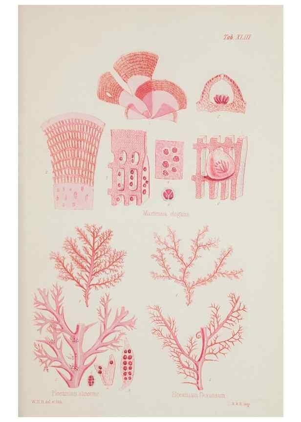 Reproducción/Reproduction 17832371315: Nereis australis, or Algae of the southern ocean :. London :Reeve Brothers,1847-1849.