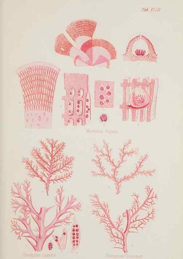 Reproducción/Reproduction 17832371315: Nereis australis, or Algae of the southern ocean :. London :Reeve Brothers,1847-1849.