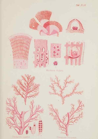Reproducción/Reproduction 17832371315: Nereis australis, or Algae of the southern ocean :. London :Reeve Brothers,1847-1849.
