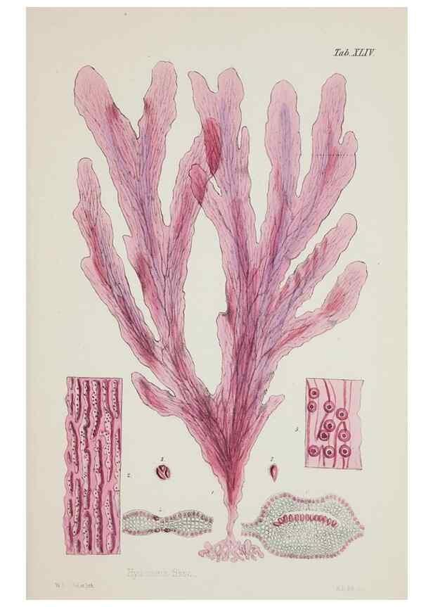 Reproducción/Reproduction 17832385395: Nereis australis, or Algae of the southern ocean :. London :Reeve Brothers,1847-1849.