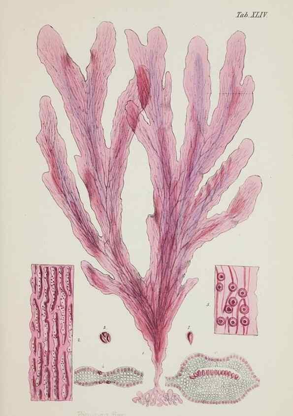 Reproducción/Reproduction 17832385395: Nereis australis, or Algae of the southern ocean :. London :Reeve Brothers,1847-1849.
