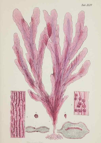 Reproducción/Reproduction 17832385395: Nereis australis, or Algae of the southern ocean :. London :Reeve Brothers,1847-1849.