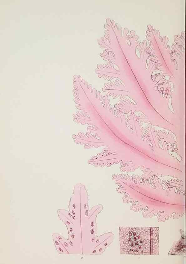 Reproducción/Reproduction 17646137119: Nereis australis, or Algae of the southern ocean :. London :Reeve Brothers,1847-1849.