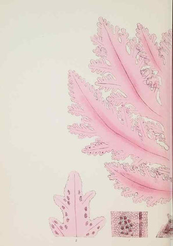 Reproducción/Reproduction 17646137119: Nereis australis, or Algae of the southern ocean :. London :Reeve Brothers,1847-1849.