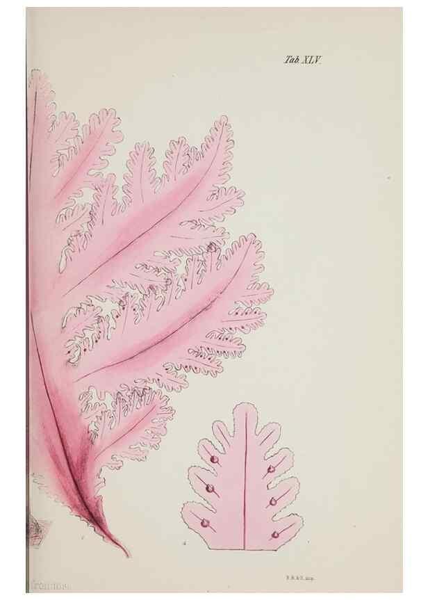 Reproducción/Reproduction 17832873901: Nereis australis, or Algae of the southern ocean :. London :Reeve Brothers,1847-1849.