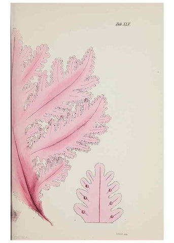 Reproducción/Reproduction 17832873901: Nereis australis, or Algae of the southern ocean :. London :Reeve Brothers,1847-1849.
