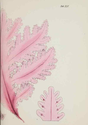 Reproducción/Reproduction 17832873901: Nereis australis, or Algae of the southern ocean :. London :Reeve Brothers,1847-1849.