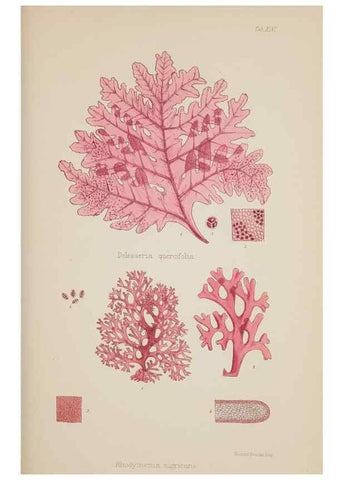 Reproducción/Reproduction 17832466755: Nereis australis, or Algae of the southern ocean :. London :Reeve Brothers,1847-1849.