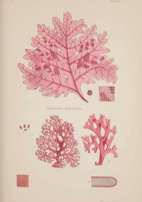 Reproducción/Reproduction 17832466755: Nereis australis, or Algae of the southern ocean :. London :Reeve Brothers,1847-1849.