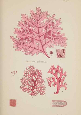 Reproducción/Reproduction 17832466755: Nereis australis, or Algae of the southern ocean :. London :Reeve Brothers,1847-1849.