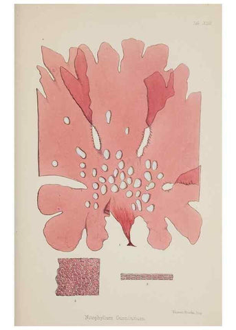 Reproducción/Reproduction 17646218279: Nereis australis, or Algae of the southern ocean :. London :Reeve Brothers,1847-1849.