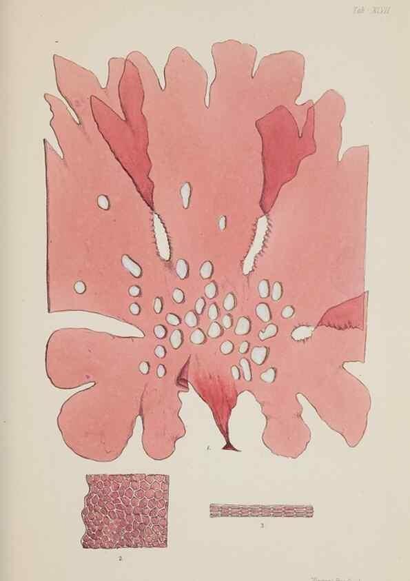 Reproducción/Reproduction 17646218279: Nereis australis, or Algae of the southern ocean :. London :Reeve Brothers,1847-1849.
