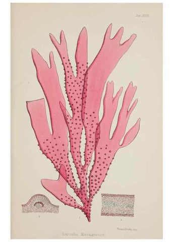 Reproducción/Reproduction 17209966294: Nereis australis, or Algae of the southern ocean :. London :Reeve Brothers,1847-1849.