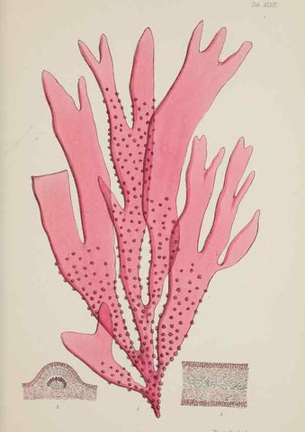 Reproducción/Reproduction 17209966294: Nereis australis, or Algae of the southern ocean :. London :Reeve Brothers,1847-1849.