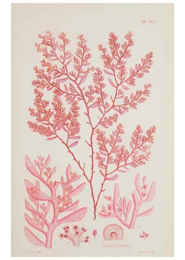 Reproducción/Reproduction 17832824181: Nereis australis, or Algae of the southern ocean :. London :Reeve Brothers,1847-1849.