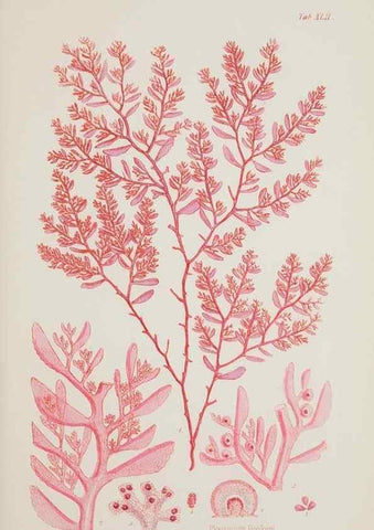 Reproducción/Reproduction 17832824181: Nereis australis, or Algae of the southern ocean :. London :Reeve Brothers,1847-1849.