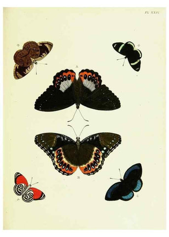 Reproducción/Reproduction 21985801234: De uitlandsche kapellen voorkomende in de drie waereld-deelen, Asia, Africa en America,. Amsteldam,Chez S. J. Baalde;1779-1782.