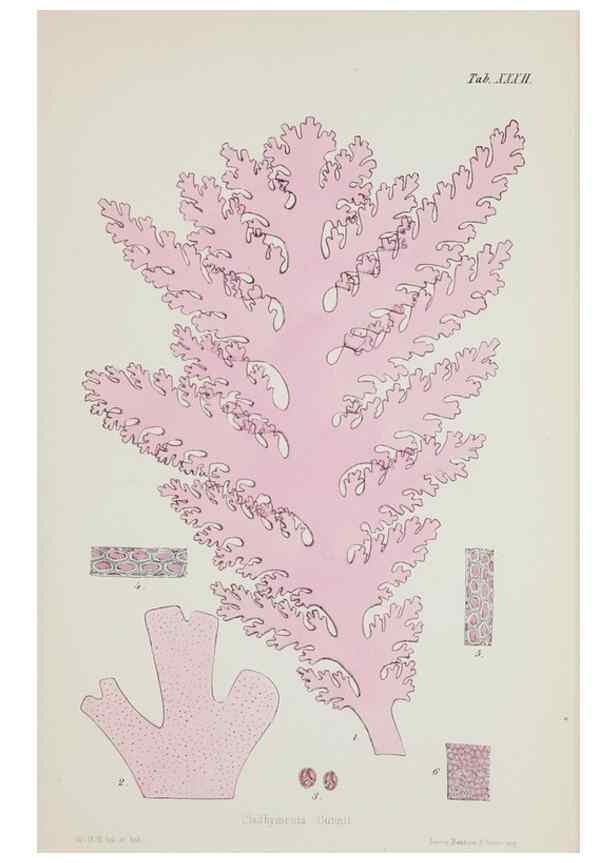 Reproducción/Reproduction 17644643100: Nereis australis, or Algae of the southern ocean :. London :Reeve Brothers,1847-1849.