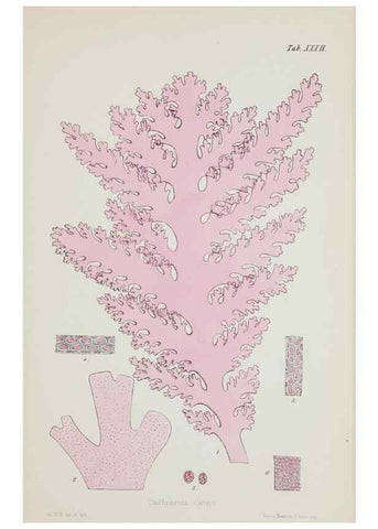 Reproducción/Reproduction 17644643100: Nereis australis, or Algae of the southern ocean :. London :Reeve Brothers,1847-1849.