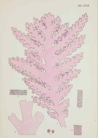Reproducción/Reproduction 17644643100: Nereis australis, or Algae of the southern ocean :. London :Reeve Brothers,1847-1849.