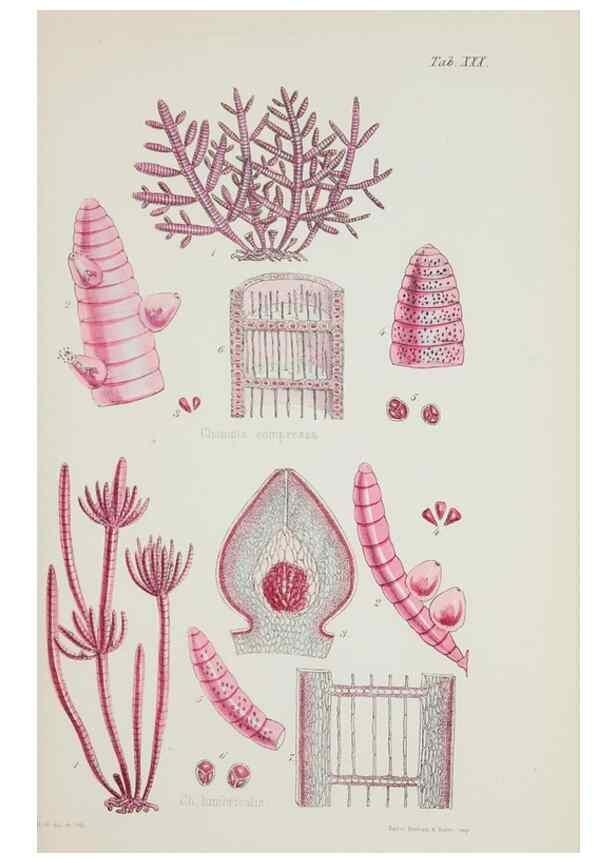Reproducción/Reproduction 17211794253: Nereis australis, or Algae of the southern ocean :. London :Reeve Brothers,1847-1849.