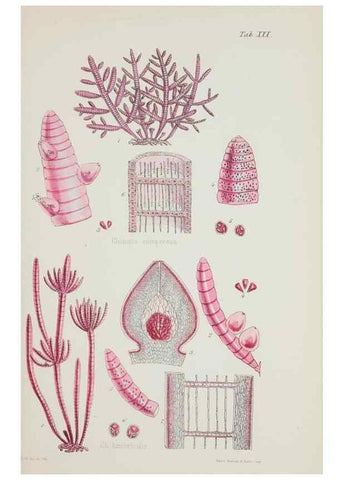 Reproducción/Reproduction 17211794253: Nereis australis, or Algae of the southern ocean :. London :Reeve Brothers,1847-1849.