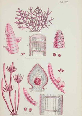 Reproducción/Reproduction 17211794253: Nereis australis, or Algae of the southern ocean :. London :Reeve Brothers,1847-1849.