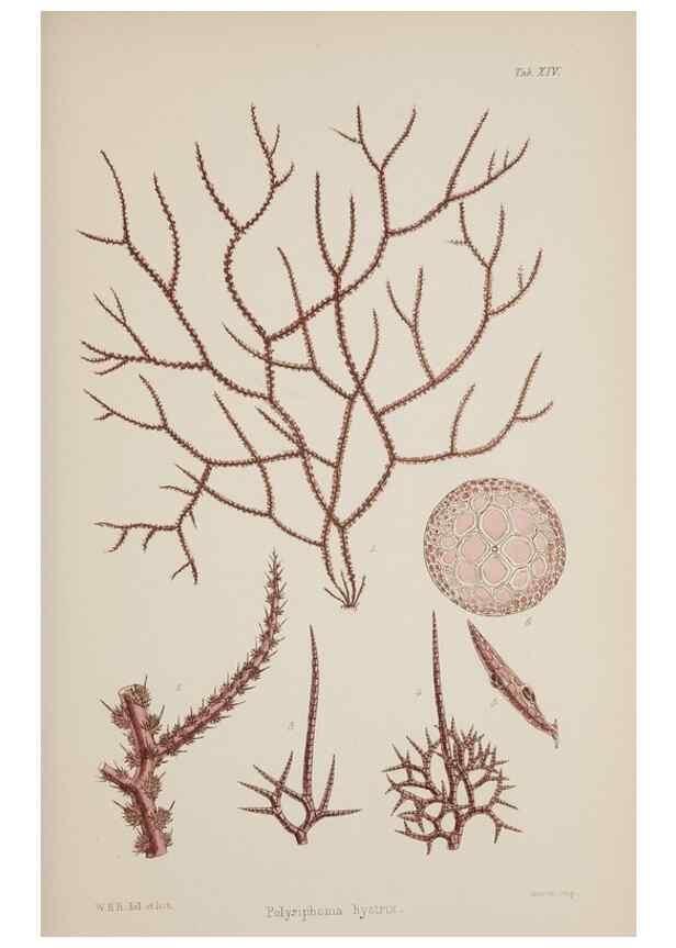 Reproducción/Reproduction 17805626976: Nereis australis, or Algae of the southern ocean :. London :Reeve Brothers,1847-1849.