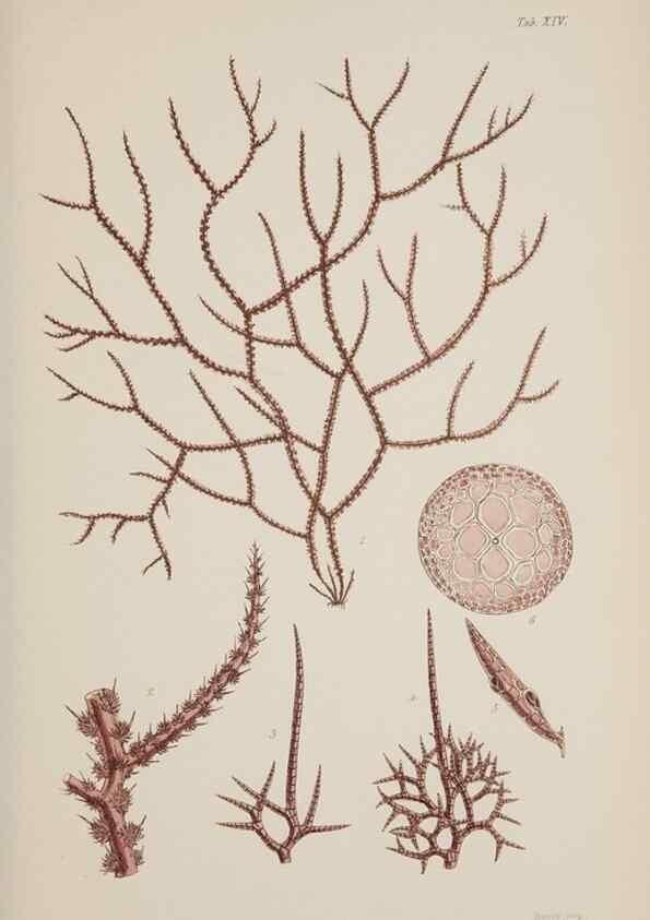Reproducción/Reproduction 17805626976: Nereis australis, or Algae of the southern ocean :. London :Reeve Brothers,1847-1849.