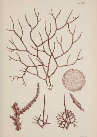 Reproducción/Reproduction 17805626976: Nereis australis, or Algae of the southern ocean :. London :Reeve Brothers,1847-1849.